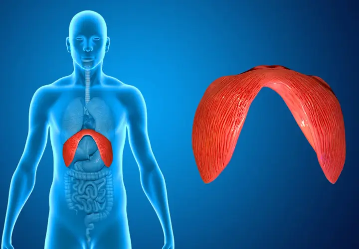 Anatomical illustration showing the diaphragm, a muscle crucial for breathing. When the diaphragm experiences pain, it can affect respiration.