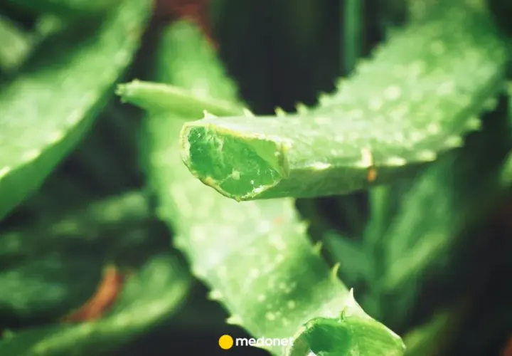 Świeże liście aloesu, idealne do naturalnych metod, jak stosować aloes na dziąsła.