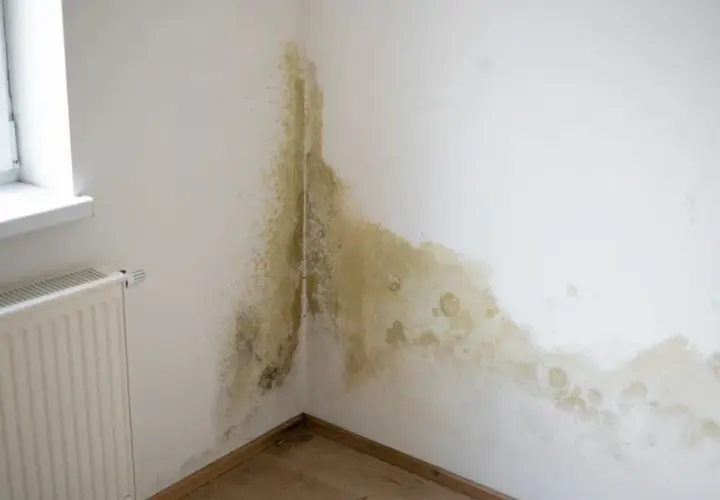 Plamy pleśni na rogu ściany, obok kaloryfera i okna. Potrzebny preparat na grzyba na ścianie.