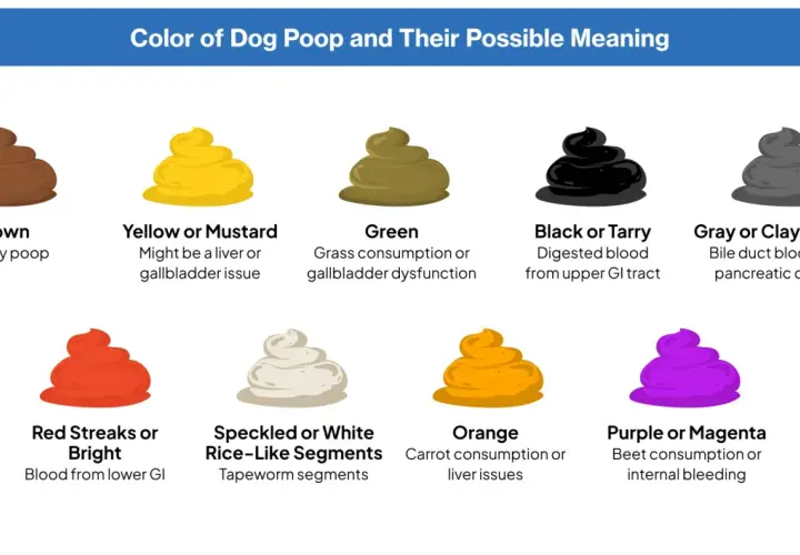 Guía de colores de heces caninas: rojo indica sangre, mi perro caga sangre, podría ser del tracto GI inferior.
