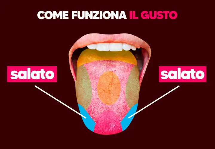 La lingua mostra le zone del gusto, con "salato" evidenziato ai lati. Capire le cause della bocca salata è importante per il benessere.