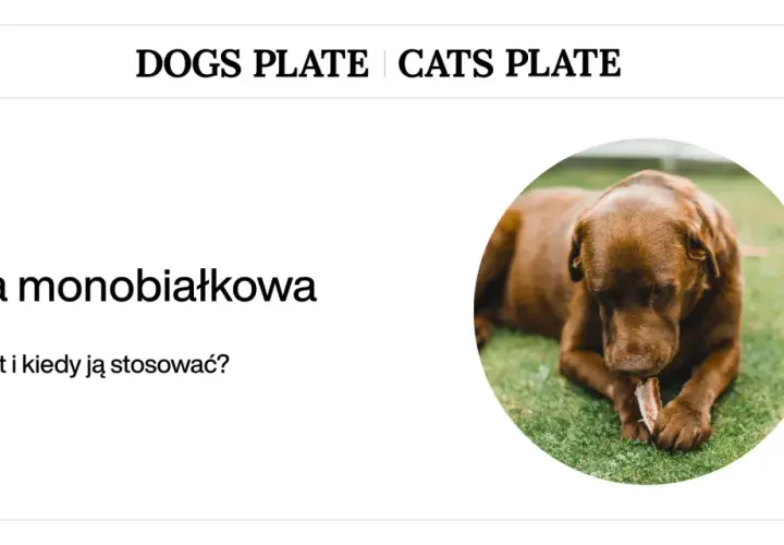 Czekoladowy piesek gryzie kość na trawie. Dowiedz się, jak odbiałkować psa i kiedy stosować dietę monobiałkową.