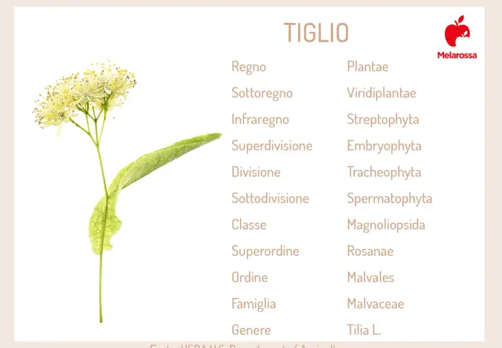 Fiori e foglia di tiglio albero, con la sua classificazione botanica.