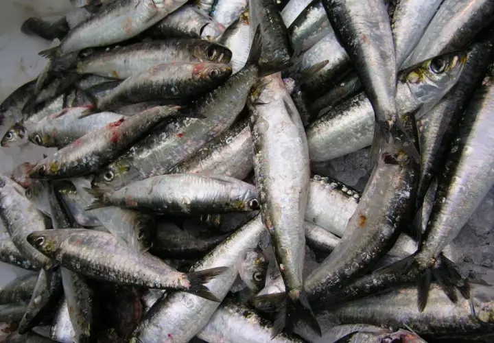 Un montón de sardinas frescas, con su piel plateada brillando, listas para ser preparadas. El **xeito que es** un arte de pesca tradicional gallego, captura estos pequeños peces.