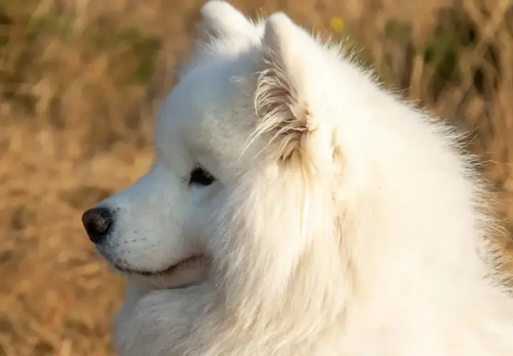 Uśmiechnięty samoyed w słońcu. Zastanawiasz się nad samoyed cena?