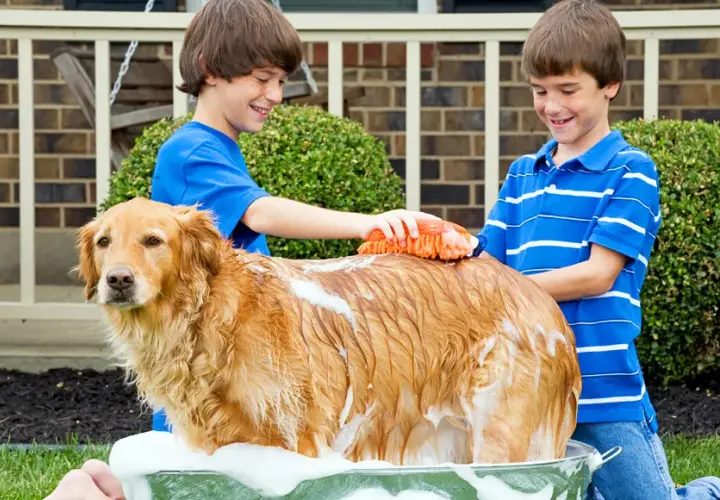 Pielęgnacja sierści golden retrievera: Poradnik Martyny Pawlak