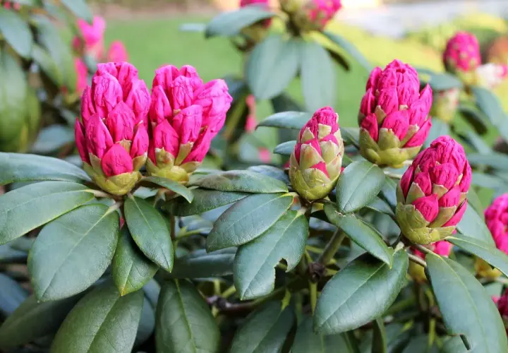 Des bourgeons de rhododendron aux teintes fuchsia promettent une magnifique floraison.