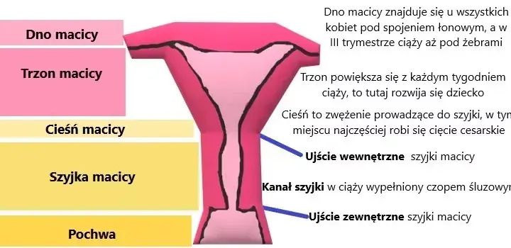 Jak zapobiec skracaniu szyjki macicy w ciąży i uniknąć komplikacji
