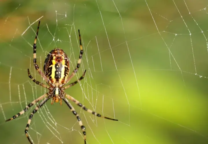 Lęk przed pająkami (arachnofobia): Poznaj objawy i pokonaj strach!