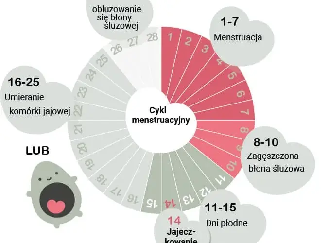 Jak obliczyć owulację? Praktyczny przewodnik dla każdej kobiety
