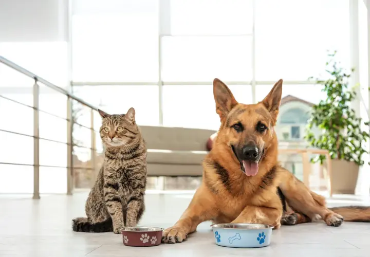 A German Shepherd and a tabby cat sit by their food bowls. This image prompts the question: can dogs eat cat food?