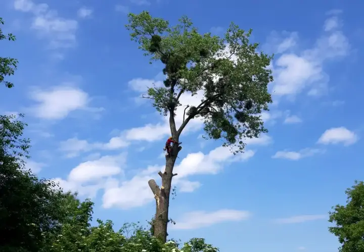 Drwal w czerwonym stroju wspina się na wysokie drzewo. Zastanawiasz się, ile kosztuje wycięcie drzewa?