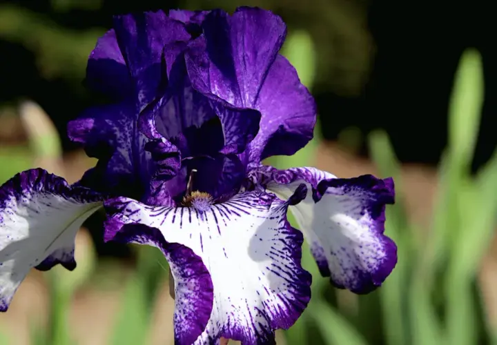 Magnifique iris bicolore, violet et blanc, aux pétales ondulés. Idéal pour savoir quand planter des iris et embellir votre jardin.
