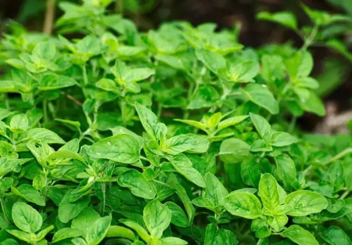 Gdzie kupić herbatę z oregano - najlepsze sklepy i sprawdzone marki