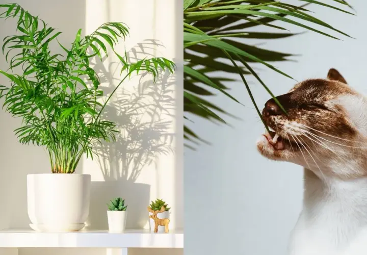 Chamaedorea elegans, czyli palma koralowa, smakuje wybornie. Kot delektuje się jej liśćmi, tworząc uroczy obrazek.