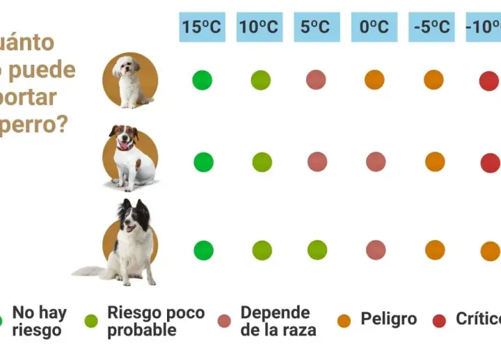 Guía visual para saber si mi perro tiene frío. Muestra la tolerancia al frío de tres razas de perros según la temperatura, con indicadores de riesgo.