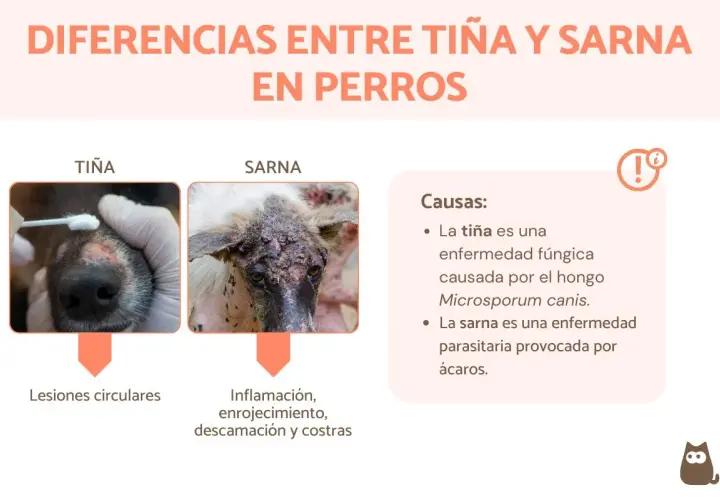 Comparativa de tiña y sarna en perros. La tiña causa lesiones circulares, mientras que la sarna provoca inflamación, enrojecimiento, descamación y costras.