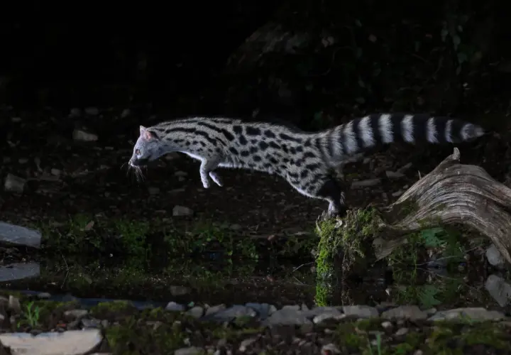 La garduña animal, con su pelaje moteado y cola anillada, salta ágilmente sobre un tronco cubierto de musgo en la oscuridad.