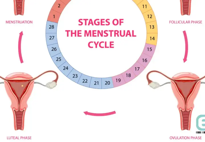 Cykl menstruacyjny: od miesiączki, przez fazę folikularną i owulację, do fazy lutealnej. Plamienie przed okresem może wystąpić pod koniec cyklu.