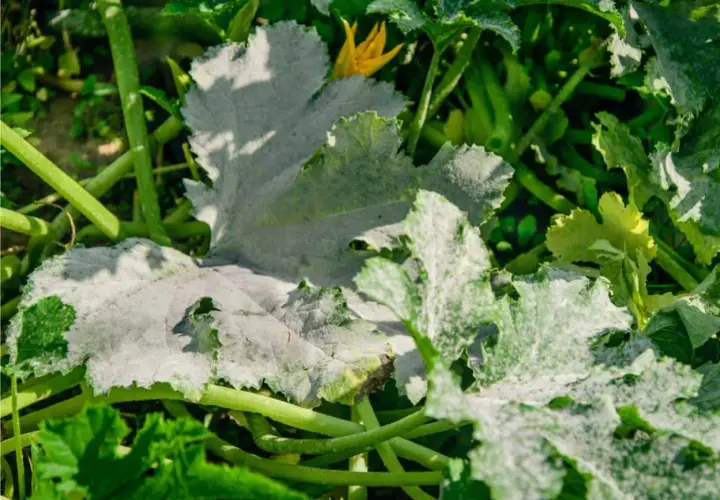 Foglie di zucchine colpite dall'oidio, con una patina biancastra che ne ricopre la superficie. Un fiore giallo spunta tra le foglie malate.