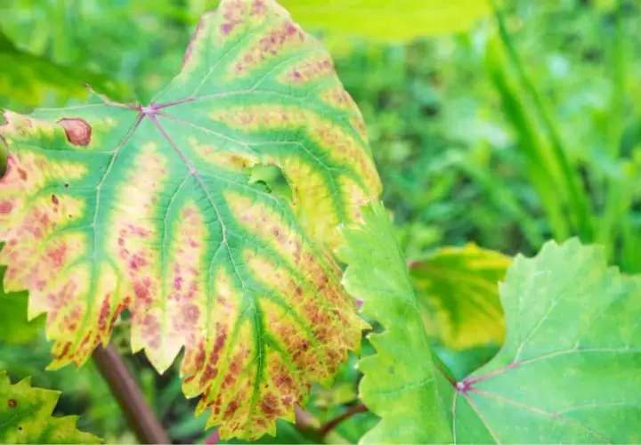 Foglia di vite con macchie gialle e rossastre, sintomo di carenza azoto piante.