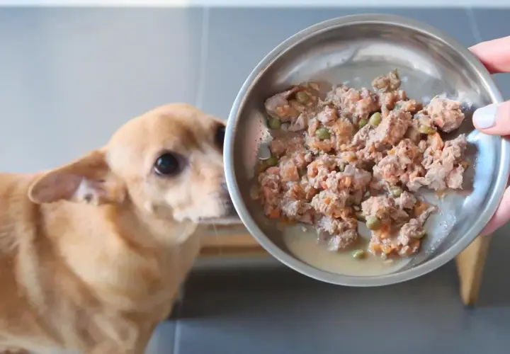Perro mira plato con comida casera para dieta renal.