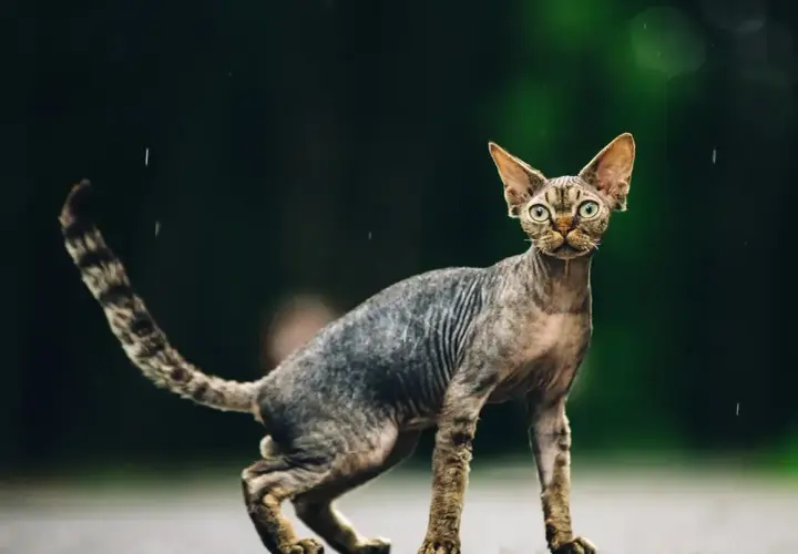 Devon Rex: Ile naprawdę kosztuje? Pełny budżet właściciela.