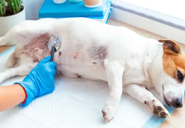 Veterinario examina a un perro con estetoscopio. Si tu perro orina sangre, busca tratamiento casero o profesional.