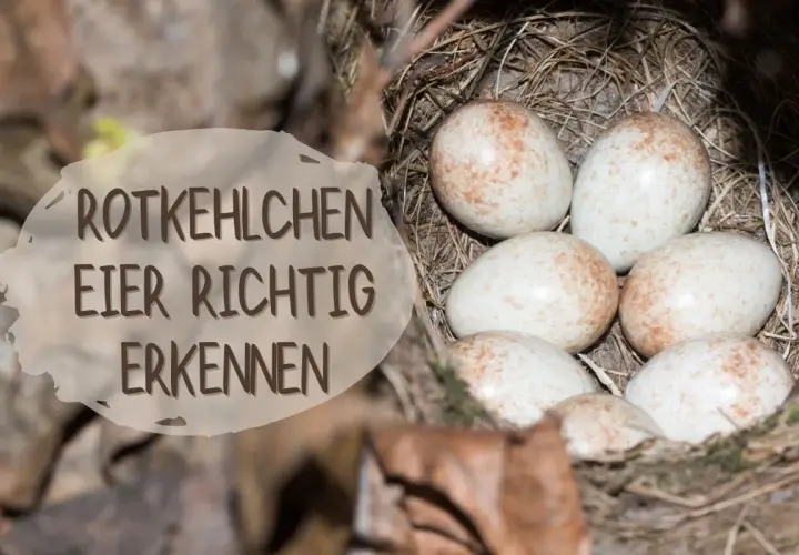 Sechs zarte, gesprenkelte Rotkehlchen Eier liegen im Nest. Ein Schild erklärt, wie man sie richtig erkennt.