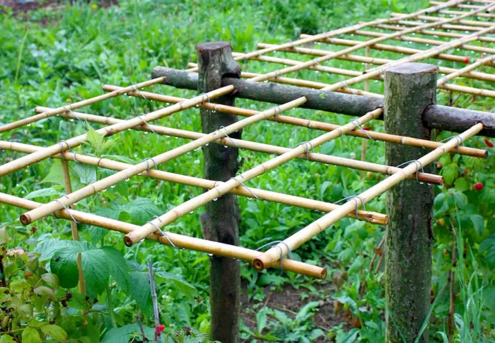 Ein selbstgebautes Rankgitter aus Bambusstäben, ideal zum Himbeeren pflanzen und für eine reiche Ernte.