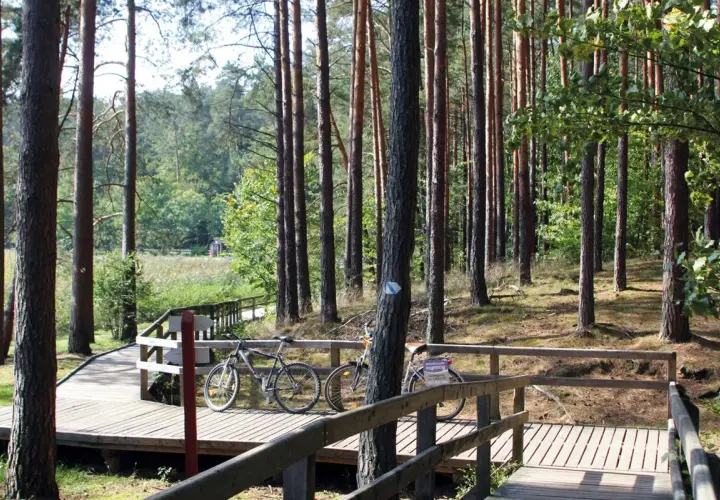 Dwie rowerzystki odpoczywają na drewnianej kładce wśród sosnowego lasu, idealnej na **trasy rowerowe Roztocze**.