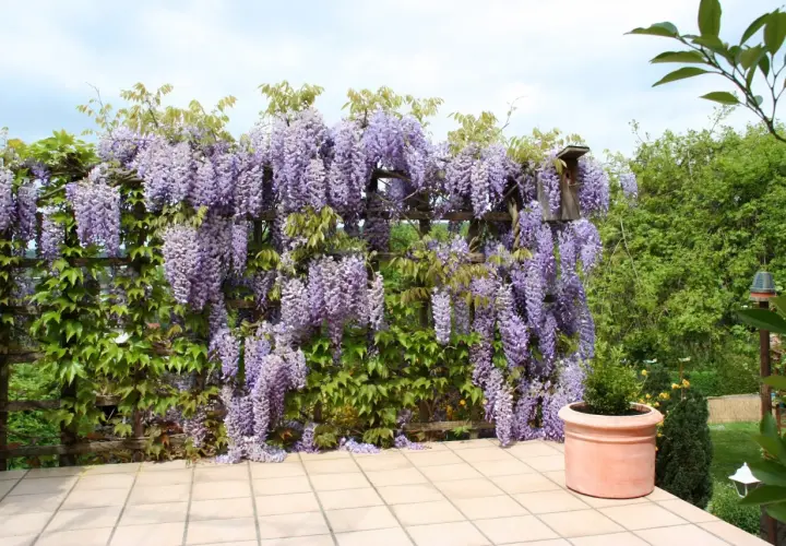 Wspaniała wisteria w donicy, tworząca fioletowy wodospad kwiatów na drewnianej pergoli.