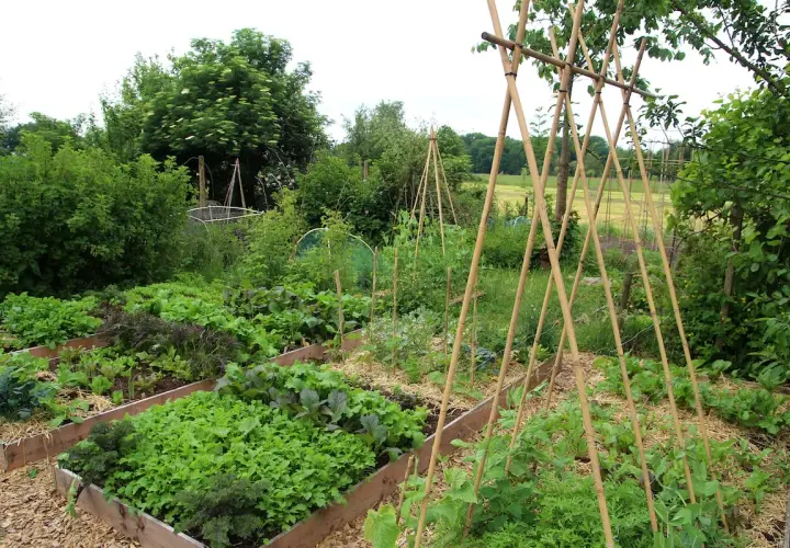 Üppiger permakultur garten mit Hochbeeten voller Salate, Kräuter und Bohnen, gestützt von Bambus.