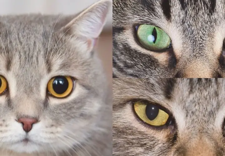 Primer plano de tres gatos, uno con pupilas dilatadas, mostrando sus ojos expresivos y pelaje.