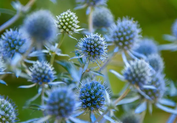 Nahaufnahme von stacheligen, blauen Blütenköpfen. Diese blau blumen namen sind faszinierend und erinnern an kleine Igel.
