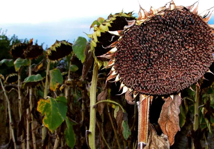 Reife Sonnenblumenköpfe, bereit zur Ernte. Die Blütenblätter sind braun und trocken, die Samen sind dunkel und voll. Ein Zeichen dafür, wann sind Sonnenblumen reif.