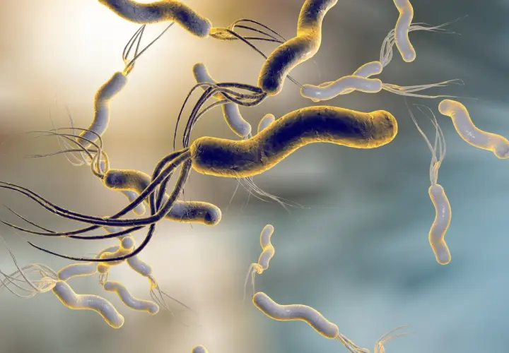 Batteri Helicobacter pylori, causa di ulcere gastriche. La ricerca sulla loro helicobacter pylori cura è fondamentale per la salute.