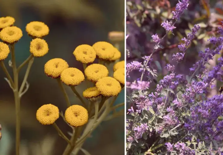 Gelbe Blüten und Lavendel: natürliche Pflanzen gegen Zecken im Garten.