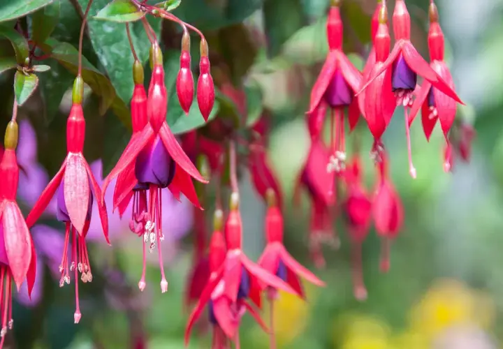 Hängande fuchsia utomhus med sina karaktäristiska röda kronblad och lila inre. En sommaräng i full blom.