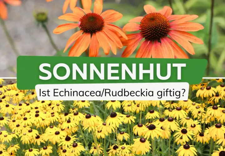 Zwei Sonnenhut-Sorten: orange und gelb. Die Frage "Ist Echinacea/Rudbeckia giftig?" wird gestellt.