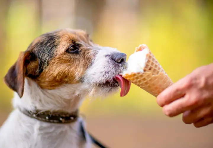 Pyszne lody dla psa przepis! Jack Russell terrier z rozkoszą liże lody z wafelka, które trzyma jego opiekun.