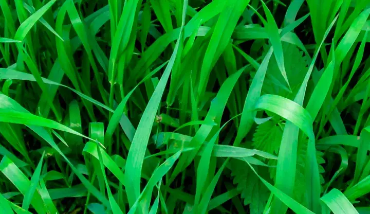 Un champ d'herbes vertes luxuriantes, où il est facile de reconnaître le chiendent envahissant.