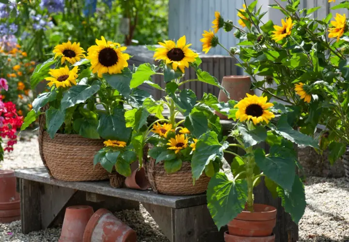 Sonnenblumen anbauen: Mehrere sonnige Sonnenblumen in Körben und Töpfen auf einer Holzbank, umgeben von anderen Blumen und Terrakotta-Töpfen.