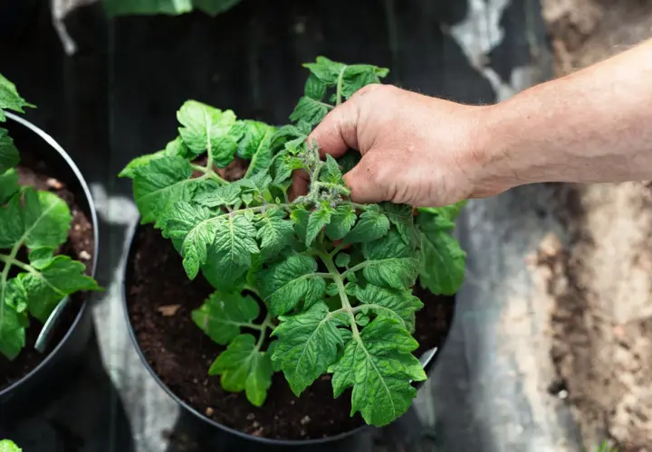 En hand petar på en tomatplanta i kruka, redo att tjuva tomater för att ge mer energi till fruktsättningen.