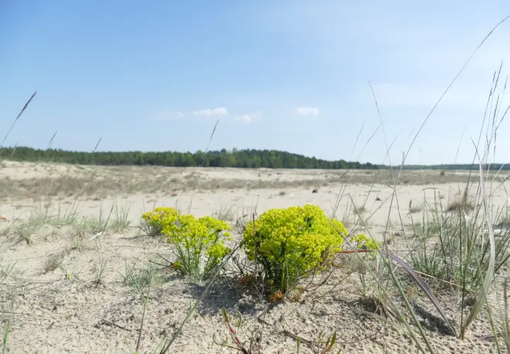 Pustynia Błędowska, z piaskiem i trawami, gdzie kwitną żółte wilczomierze.