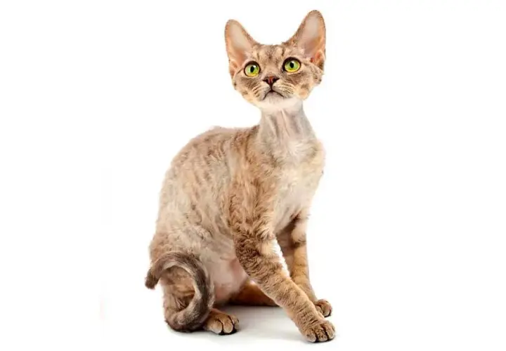 Rudy Devon Rex: Rzadki kolor, ognisty charakter czy to kot dla Ciebie?