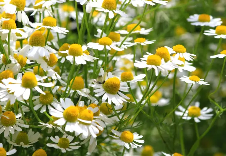 Ein Feld voller Kamillenblüten, bereit zum Anpflanzen. Die kleinen weißen Blüten mit gelben Zentren sind ein Zeichen für den Sommer.