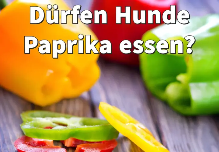 Bunte Paprika, rot, gelb und grün, liegen auf einem Holztisch. Die Frage "Dürfen Hunde Paprika essen?" ist groß geschrieben.
