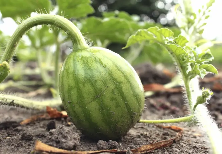 Kleine, grüne Wassermelone wächst am Boden. Man sieht, wie wachsen Wassermelonen: aus einem zarten Stiel mit feinen Härchen.