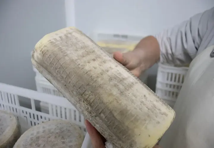 Un queso pata de mulo artesanal, listo para ser degustado. Su corteza rústica y su interior cremoso invitan a descubrir su sabor.